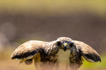 A portrait of a common buzzard at a sunny day in summer.