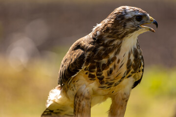 A portrait of a common buzzard at a sunny day in summer.