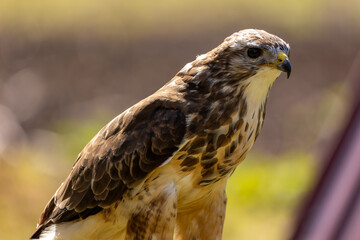 A portrait of a common buzzard at a sunny day in summer.