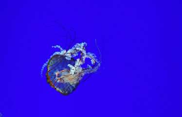 Sea nettle in blue water