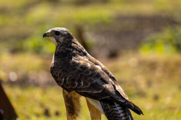 A portrait of a common buzzard at a sunny day in summer.