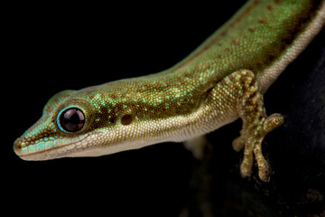 Malamakibo daygecko (Phelsuma malamakibo)