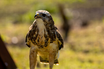 A portrait of a common buzzard at a sunny day in summer.