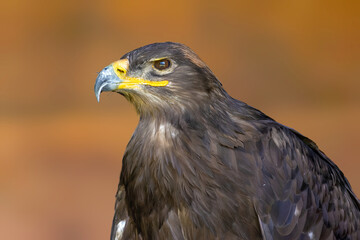 A portrait of an eagle at a sunny day in summer.
