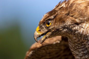 A portrait of a common buzzard at a sunny day in summer.