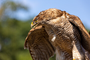 A portrait of a common buzzard at a sunny day in summer.