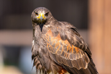 A portrait of an eagle at a sunny day in summer.