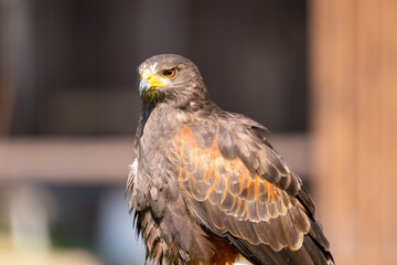 A portrait of an eagle at a sunny day in summer.