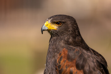 A portrait of an eagle at a sunny day in summer.