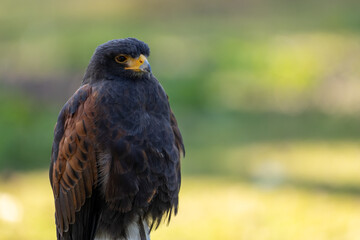 Portrait of a desert buzzard at a sunny day in summer.