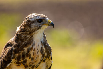 A portrait of a common buzzard at a sunny day in summer.