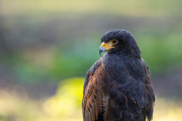 Portrait of a desert buzzard at a sunny day in summer.