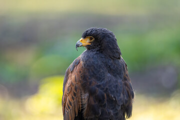 Portrait of a desert buzzard at a sunny day in summer.