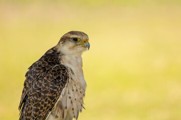 A portrait of a young saker falcon at a sunny day in summer.