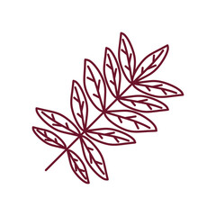 branch leaves nature