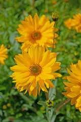 Blühende Stauden-Sonnenblumen, Helianthus decapetalus