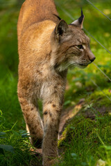 A beautiful lynx (bobcat) walking through a forest in a natural reserve in Germany at a sunny day in summer.