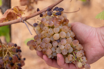 trebbiano nelle mani