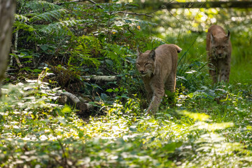 A beautiful lynx (bobcat) couple walking through a forest in a natural reserve in Germany at a sunny day in summer.