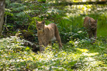 A beautiful lynx (bobcat) couple walking through a forest in a natural reserve in Germany at a sunny day in summer.