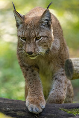 Naklejka na ściany i meble A beautiful lynx (bobcat) walking through a forest in a natural reserve in Germany at a sunny day in summer.