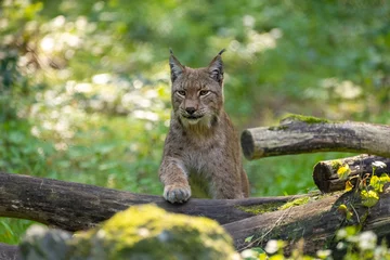 Fototapeten A beautiful lynx (bobcat) walking through a forest in a natural reserve in Germany at a sunny day in summer. © ms_pics_and_more