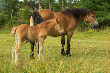 Obraz premium Brown horse mother with foal in the pasture