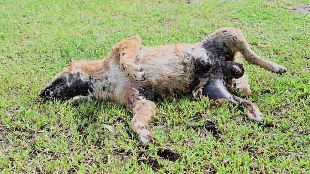 A dead street dog seen from under its body while dead on the ground with flies and maggots.