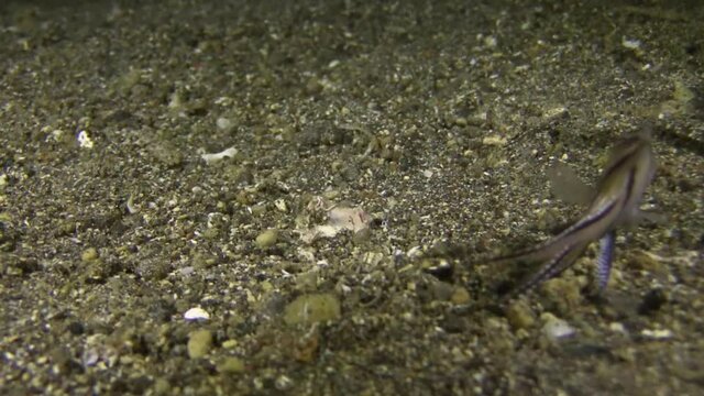 Bobbit worm attack to banggai cardinal fish, fish escapes losing one fin, nightshot medium close