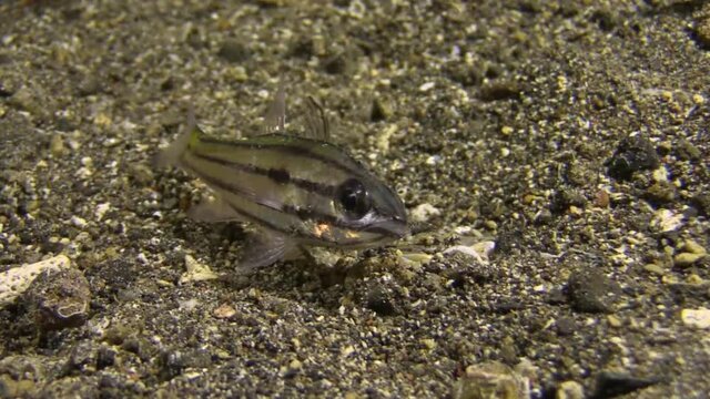 Bobbit worm attack worm kills striped cardinalfish, snatch and drag into abyss during night