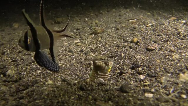 banggai cardinalfish approaching burrow of Bobbit worm, Bobbit worm rises from burrow, ready to attack, fish moving aside