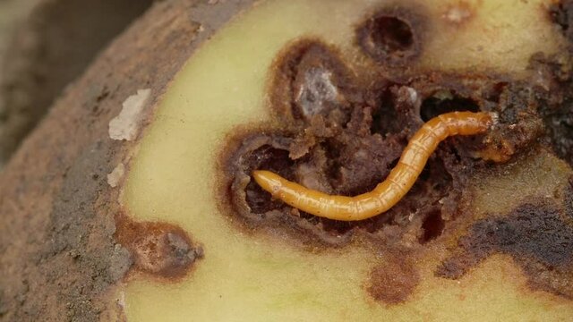 Wireworm on heavily damaged potato. Potato  full of holes and black spots. Crop failure. Close up