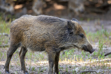 A wild boar walking through a forest in Hesse, Germany at a sunny day in summer.