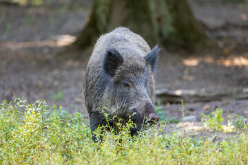 Naklejka na ściany i meble A wild boar walking through a forest in Hesse, Germany at a sunny day in summer.