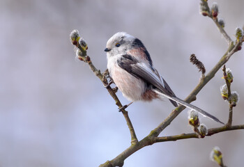 Long-tailed Tit (Aegithalos caudatus) perched on flowering willow bush branch in early spring season  © NickVorobey.com