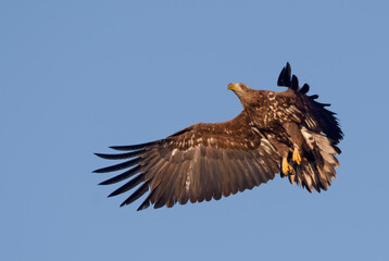 Young White-tailed eagle (Haliaeetus albicilla) makes sharp turn in flight while stopping in blue sky