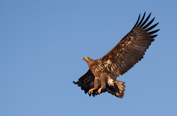 Young White-tailed eagle (Haliaeetus albicilla) banks in blue sky with wide spreaded wings