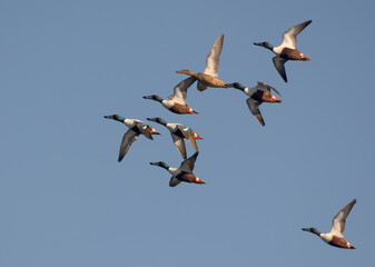 A mixed flock of Northern Shovelers (Spatula clypeata) in fast flight over blue sky