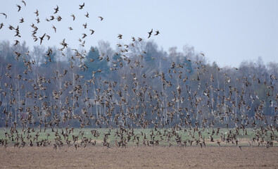Huge flock of Ruffs (Calidris pugnax) flying and circling over empty earth during spring migration