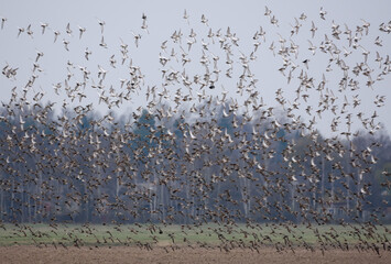 Huge flock of Ruffs (Philomachus pugnax) fly and take down over agro field during spring migration