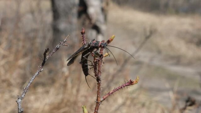 Plecoptera (Perla marginata) commonly known as stoneflies, on a rosehip branch close up, springtime, Eastern Siberia