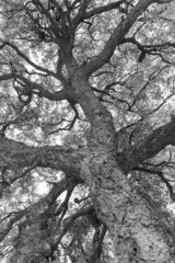 Quercia