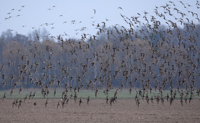 Very big flock of Ruffs (Calidris pugnax) in flight over barren land during spring migration