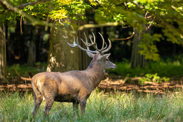 Red deer in a forest during rutting season.