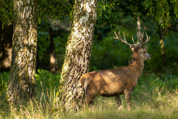 Naklejka na ściany i meble Red deer in a forest during rutting season.