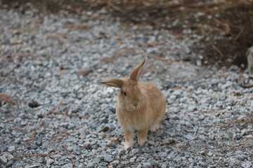 rabbit on the ground