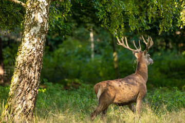 Naklejka na ściany i meble Red deer in a forest during rutting season.