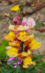 Dragon flowers Antirrhinum