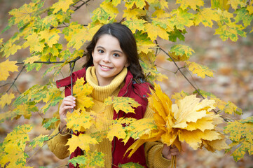 happy child hold autumn maple leaf bunch outdoor, nature