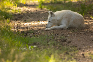 Naklejka na ściany i meble An arctic wolf in a little leisure park in Germany.